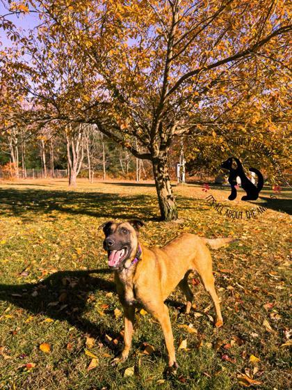 Enlarge Blu, a Adoptable mixed breed in Shohola, PA image 2/3