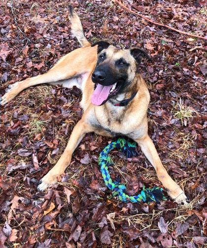 Blu, a Adoptable mixed breed in Shohola, PA image 2/3