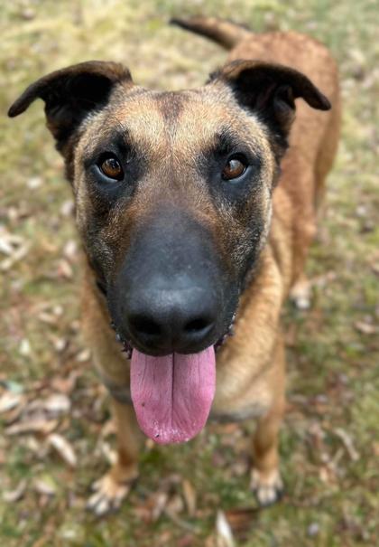 Blu, a Adoptable mixed breed in Shohola, PA image 3/3