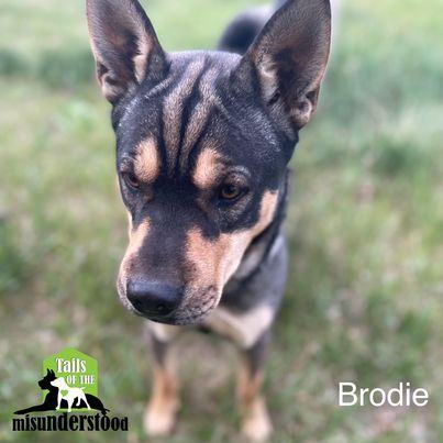 Brodie, Adoptable, Adult Male Shar-Pei & Labrador Retriever.