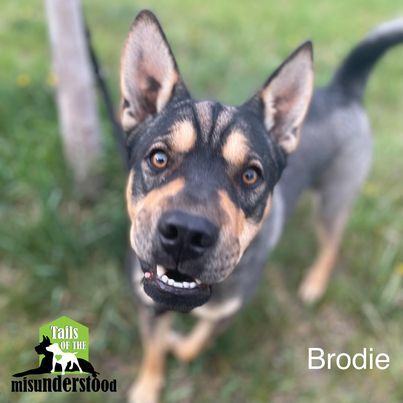 Brodie, a Adoptable mixed breed in Calgary, AB image 2/12