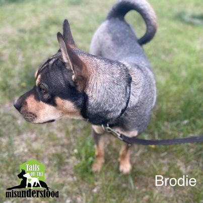 Brodie, a Adoptable mixed breed in Calgary, AB image 3/12