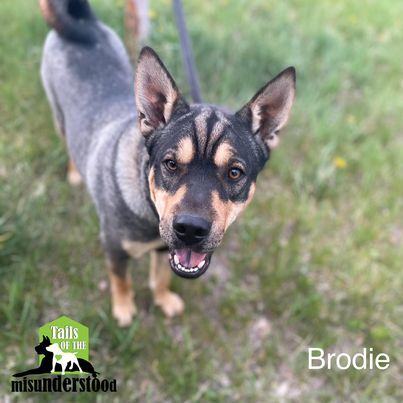 Brodie, a Adoptable mixed breed in Calgary, AB image 4/12