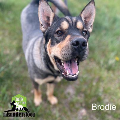 Brodie, a Adoptable mixed breed in Calgary, AB image 5/12