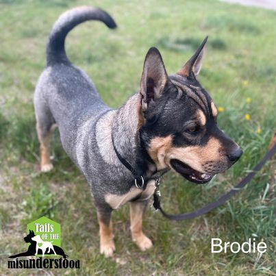 Brodie, a Adoptable mixed breed in Calgary, AB image 6/12