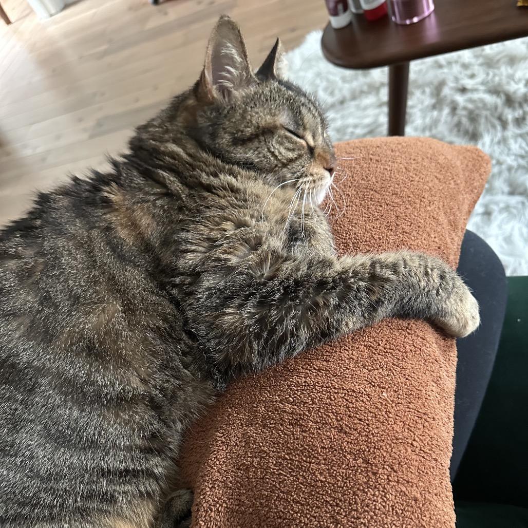 Amber, a Adoptable Domestic Short Hair in Newark, NJ image 1/4