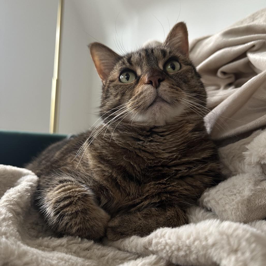 Amber, a Adoptable Domestic Short Hair in Newark, NJ image 2/4