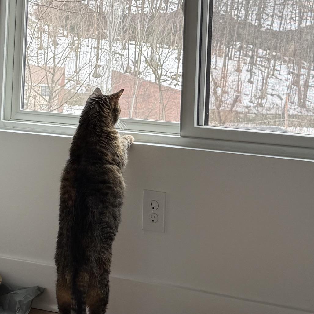 Amber, a Adoptable Domestic Short Hair in Newark, NJ image 4/4