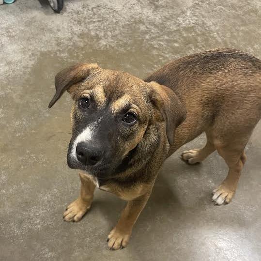 Fry, Adoptable, Puppy Female Mixed Breed.
