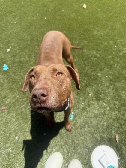 Ruby, Adoptable, Adult Female Mixed Breed & Mixed Breed.