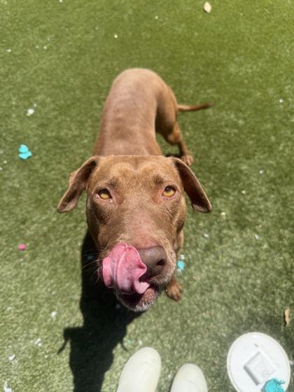 Ruby, a Adoptable mixed breed in Lafayette, IN image 2/3
