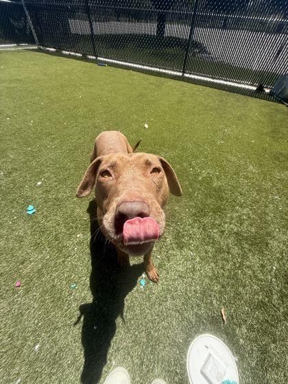 Ruby, a Adoptable mixed breed in Lafayette, IN image 3/3