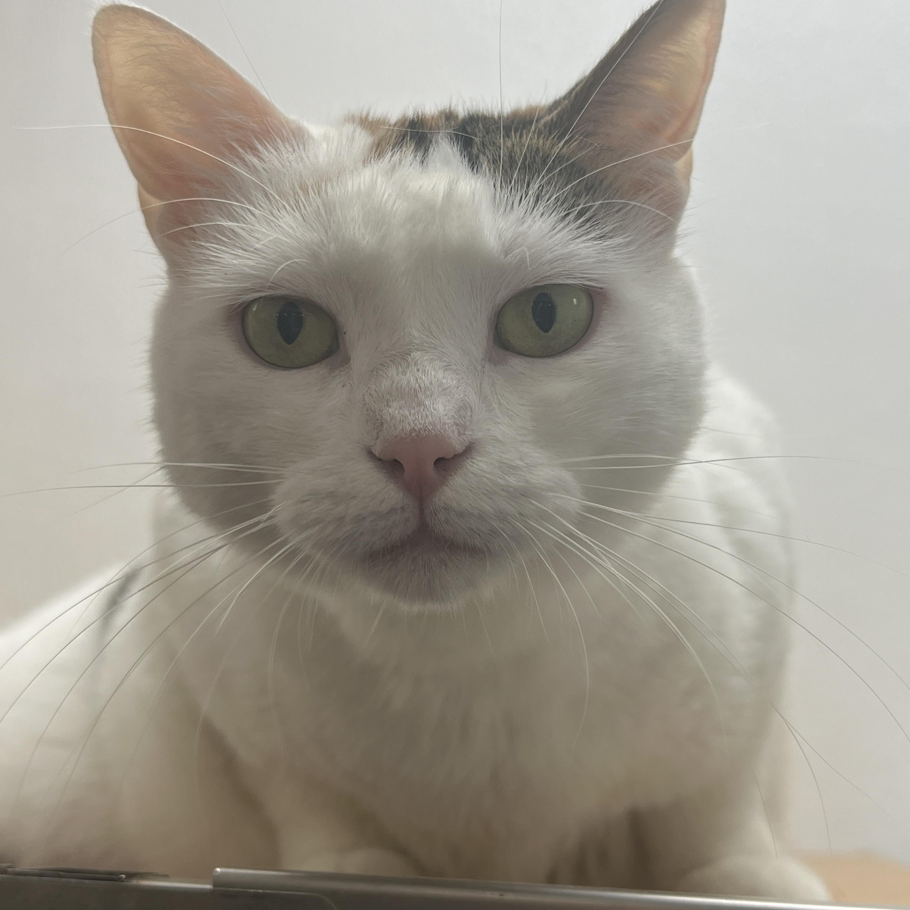 Enlarge Kalypso, a ADOPTABLE mixed breed in Bradenton, FL image 2/6