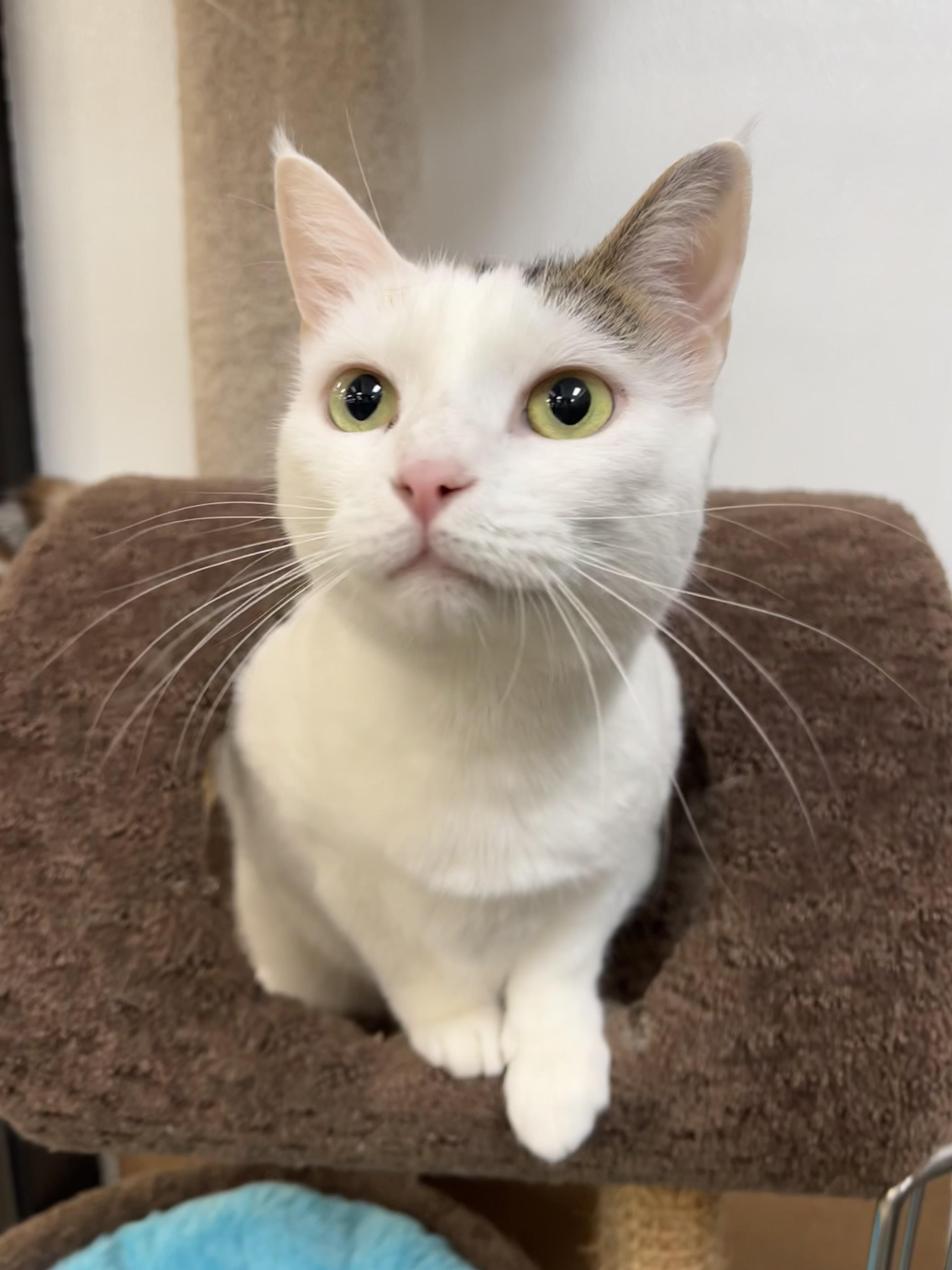 Kalypso, ADOPTABLE, Adult Female Calico.