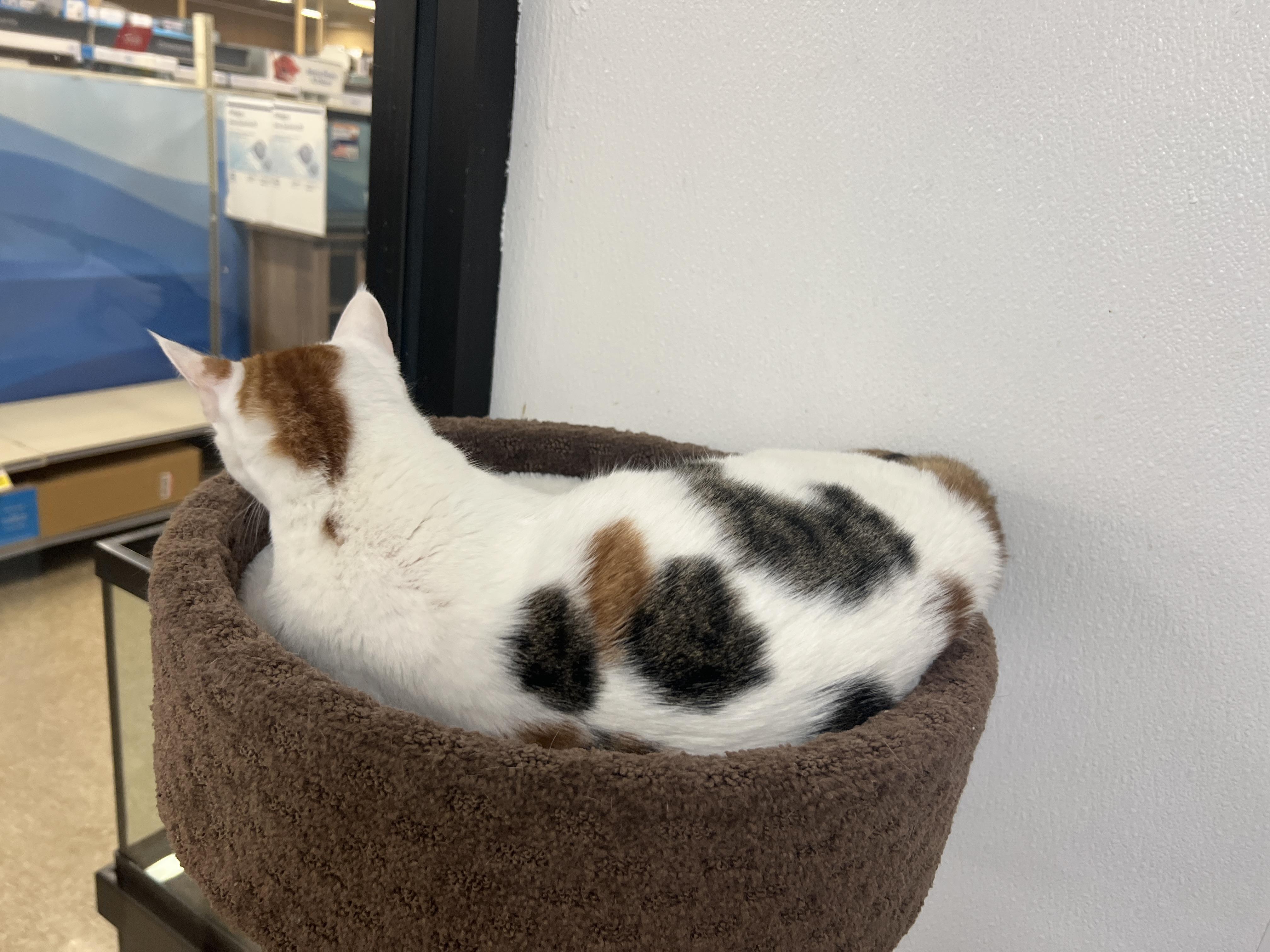 Enlarge Kalypso, a ADOPTABLE mixed breed in Bradenton, FL image 5/6