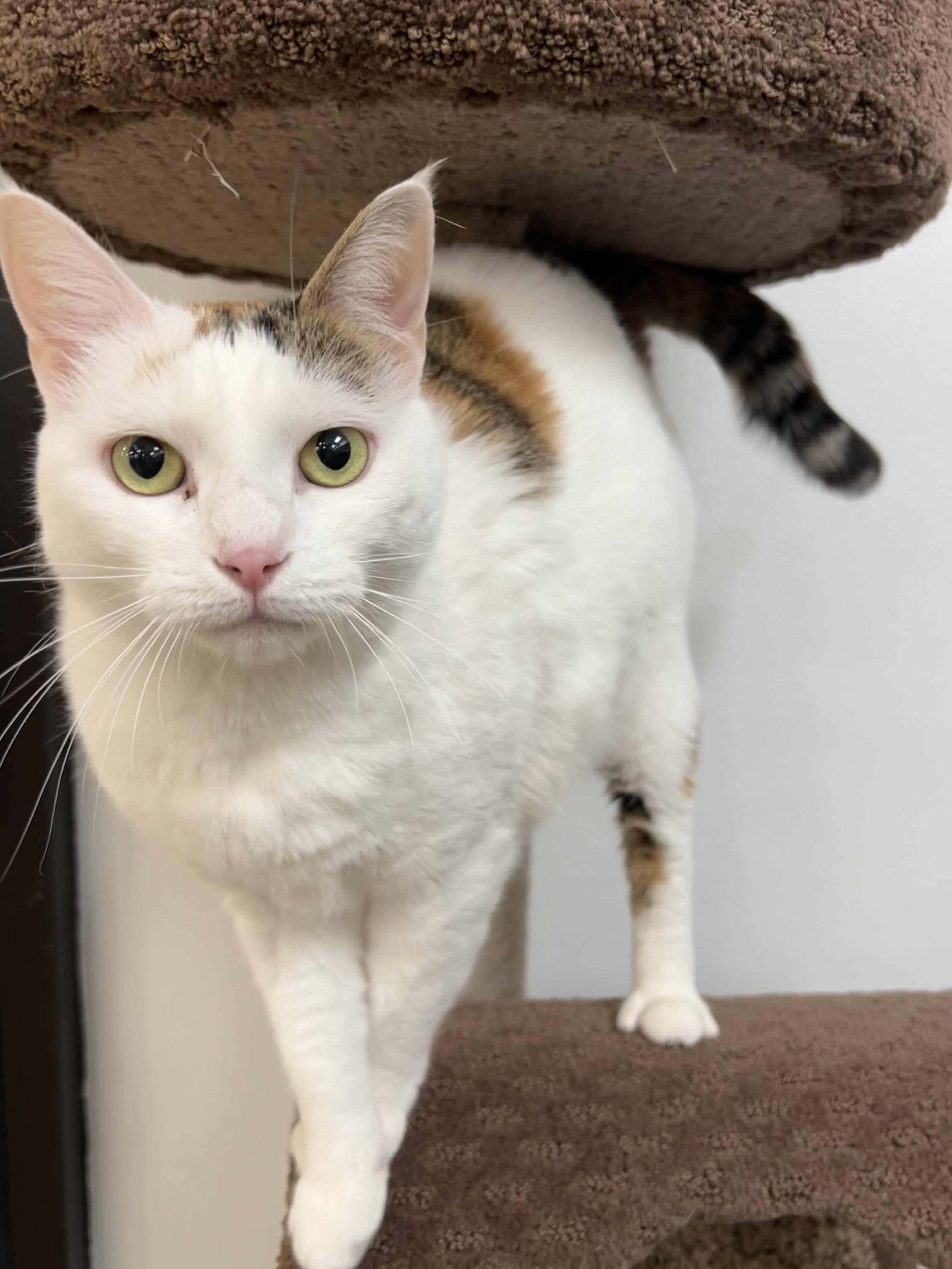 Enlarge Kalypso, a ADOPTABLE mixed breed in Bradenton, FL image 4/6