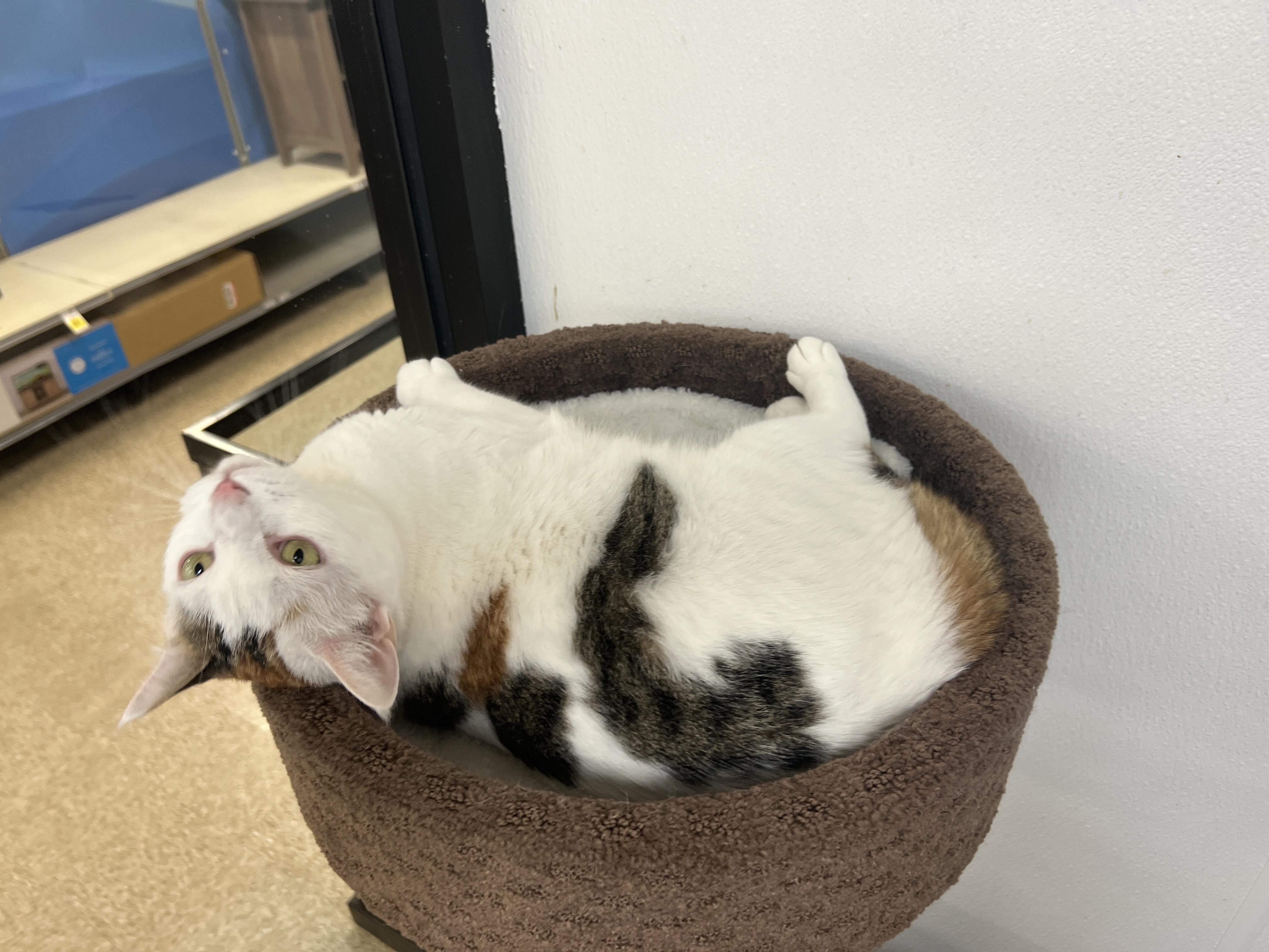 Enlarge Kalypso, a ADOPTABLE mixed breed in Bradenton, FL image 6/6