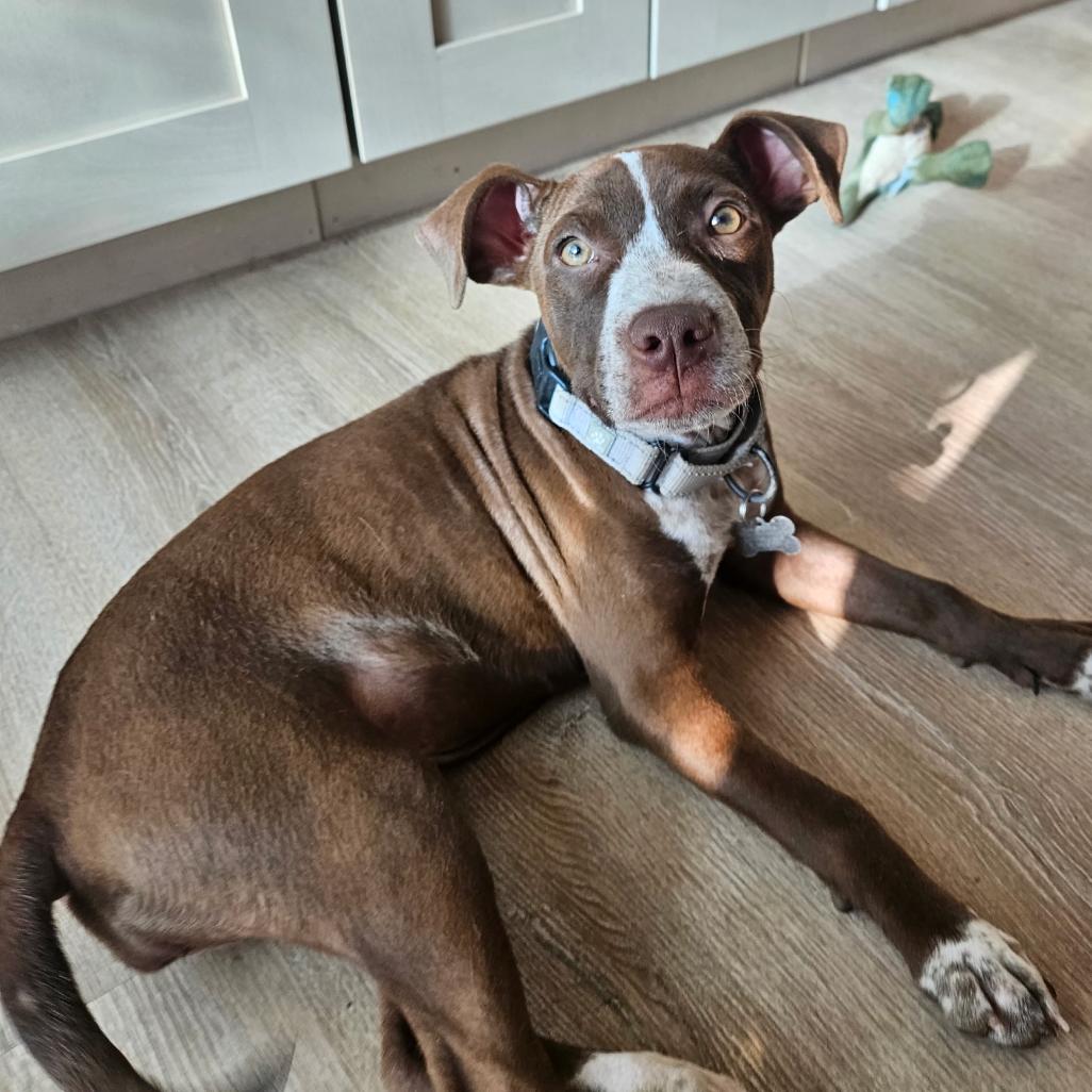 Enlarge Sammy, a Adoptable American Staffordshire Terrier in La Grange, KY image 1/6