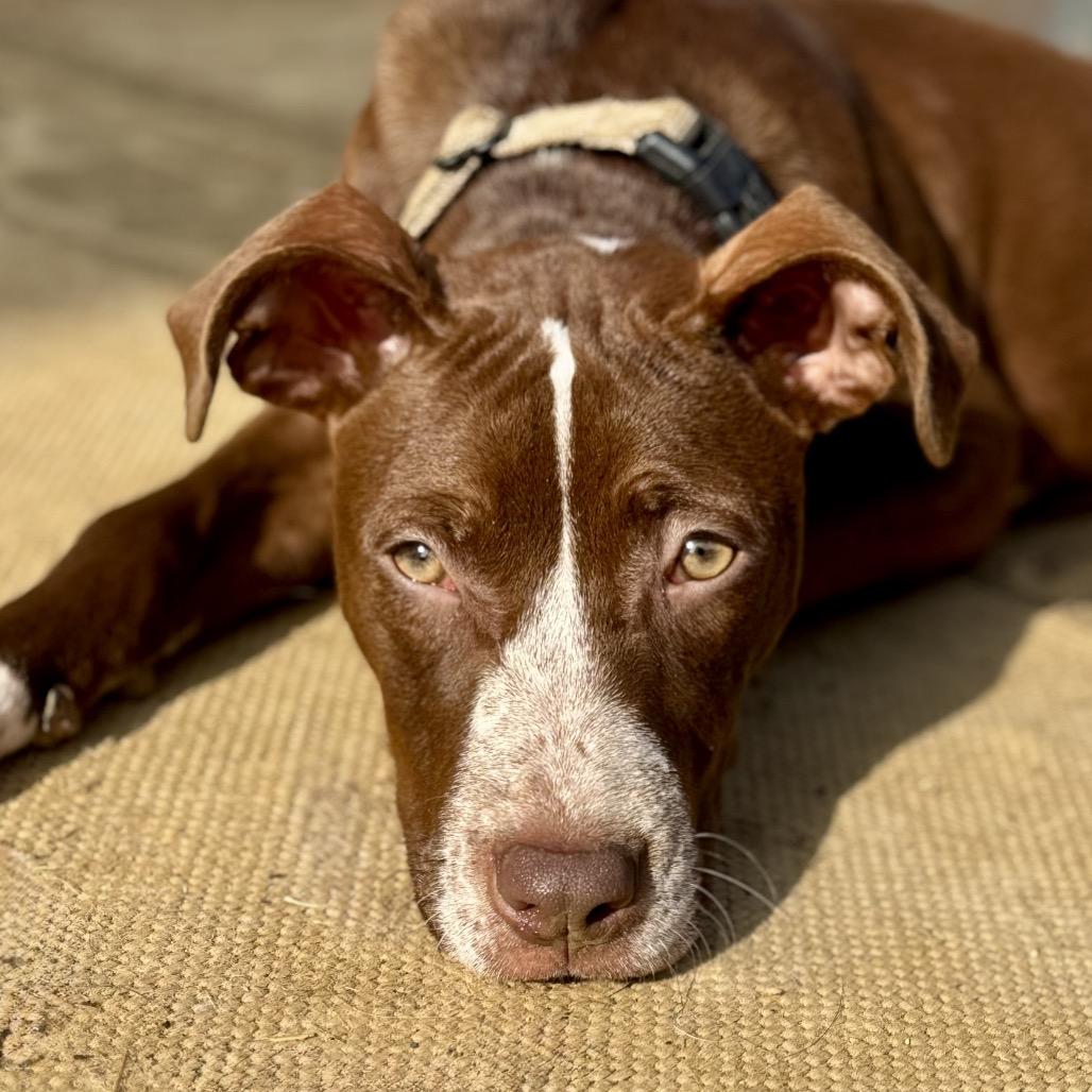 Sammy, Adoptable, Young Female American Staffordshire Terrier.