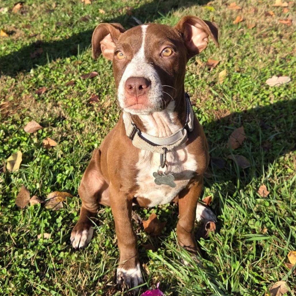 Enlarge Sammy, a Adoptable American Staffordshire Terrier in La Grange, KY image 3/6