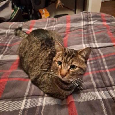 Trousers Long, Adoptable, Adult Male Domestic Short Hair.