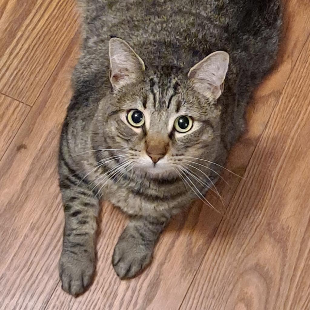 Trousers Long, Adoptable, Adult Male Domestic Short Hair.