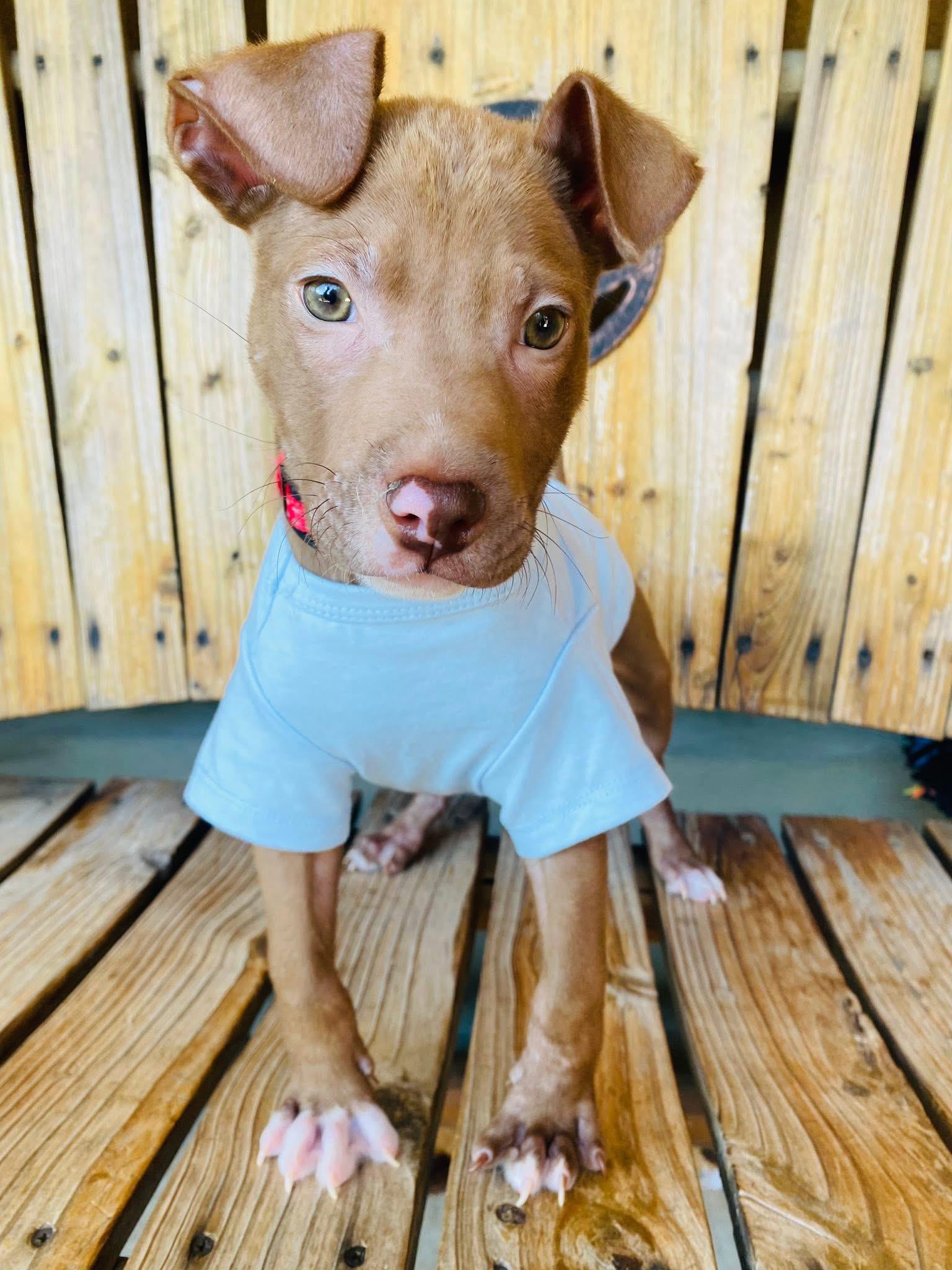 Bruno