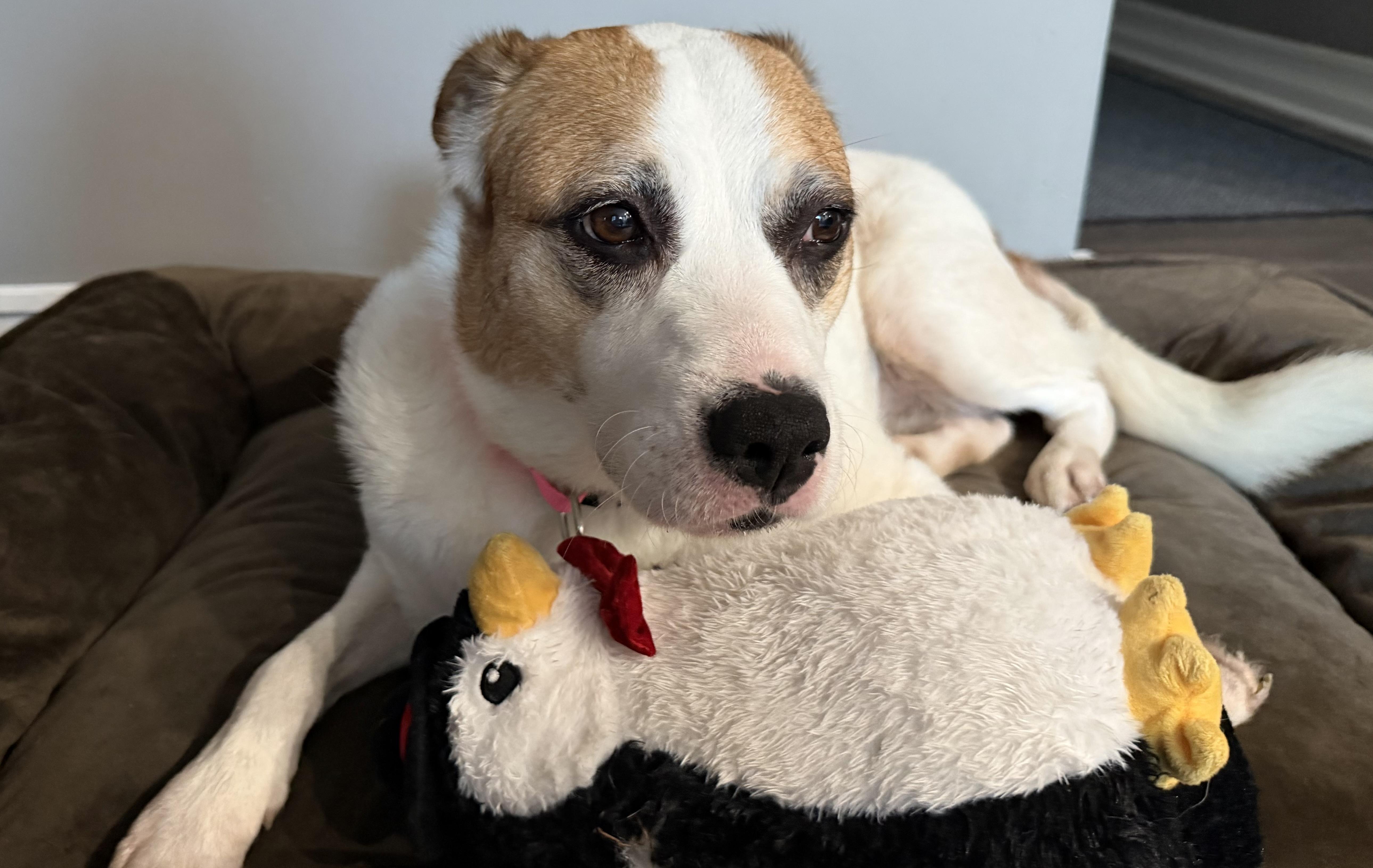 Mia, ADOPTABLE, Adult Female Beagle & Cattle Dog.