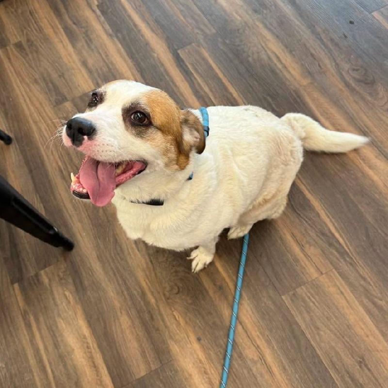 Enlarge Mia, a ADOPTABLE mixed breed in Aurora, IL image 4/5