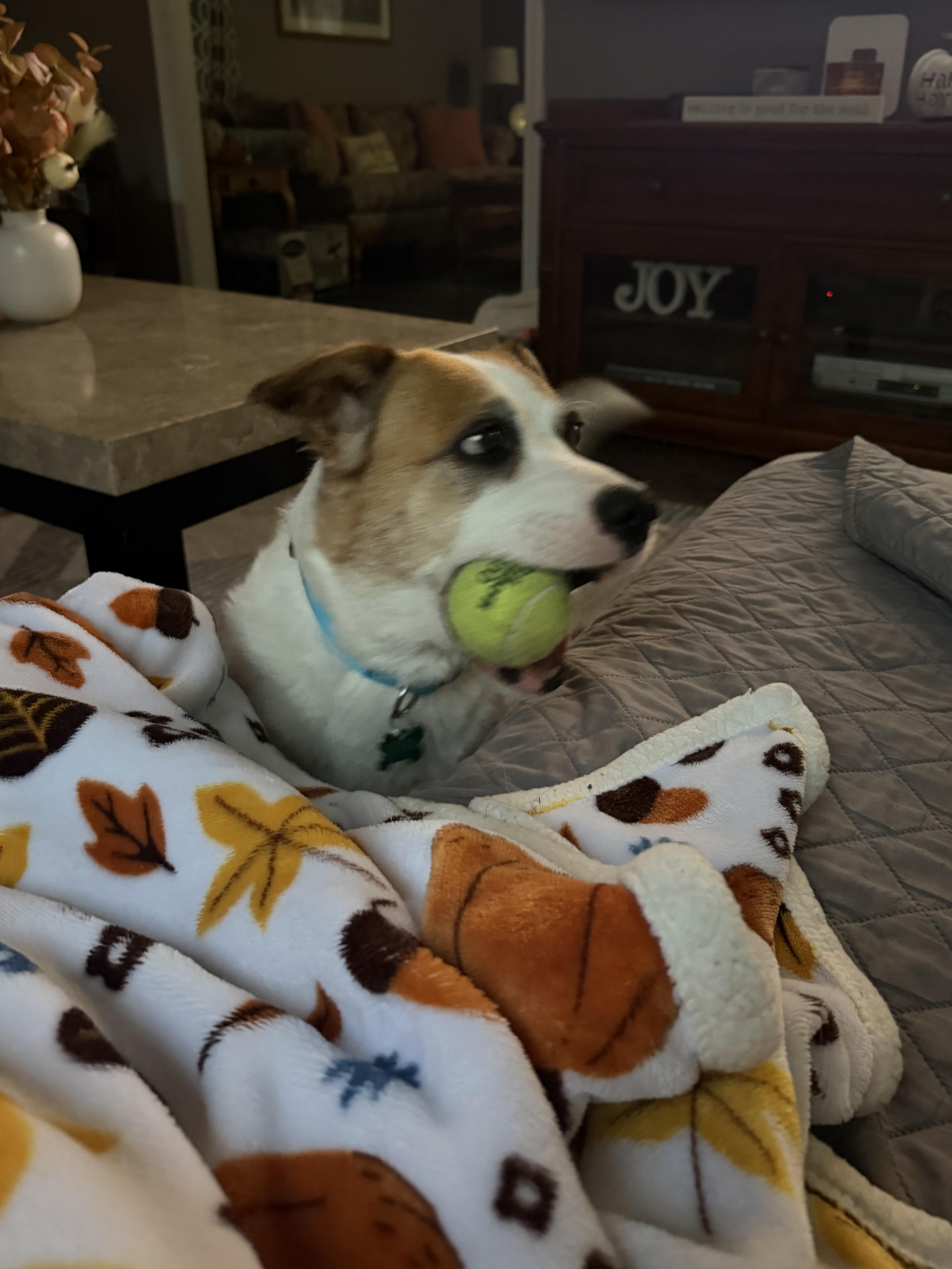 Enlarge Mia, a Adoptable mixed breed in Aurora, IL image 4/6