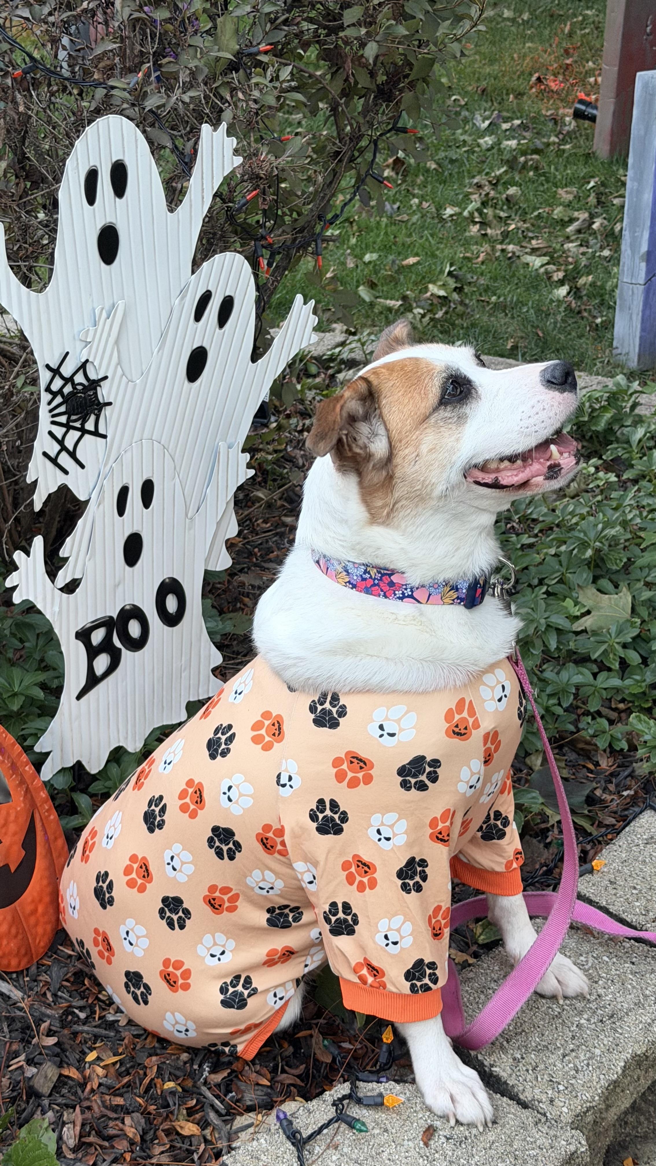 Enlarge Mia, a Adoptable mixed breed in Aurora, IL image 1/6