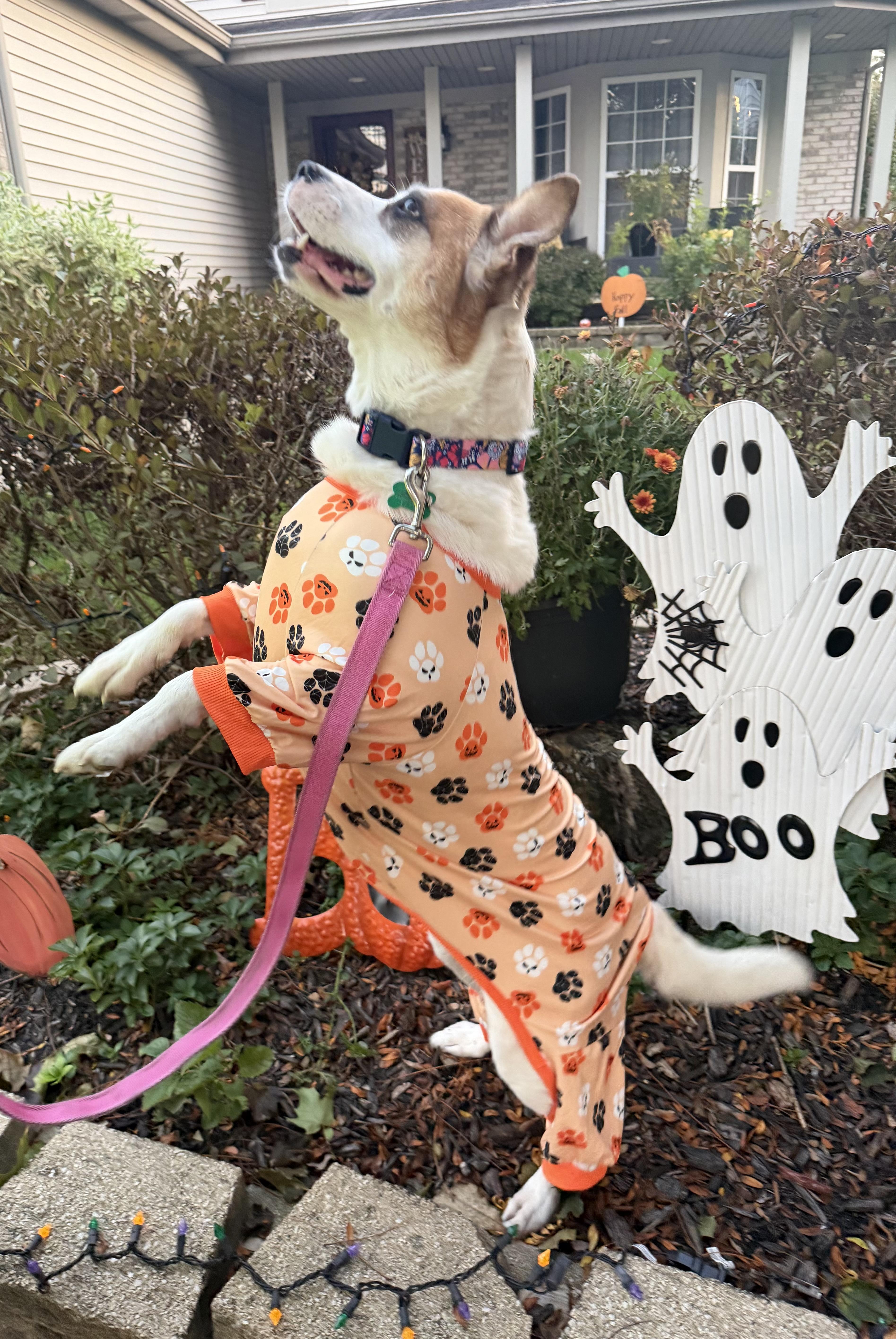 Enlarge Mia, a Adoptable mixed breed in Aurora, IL image 2/6