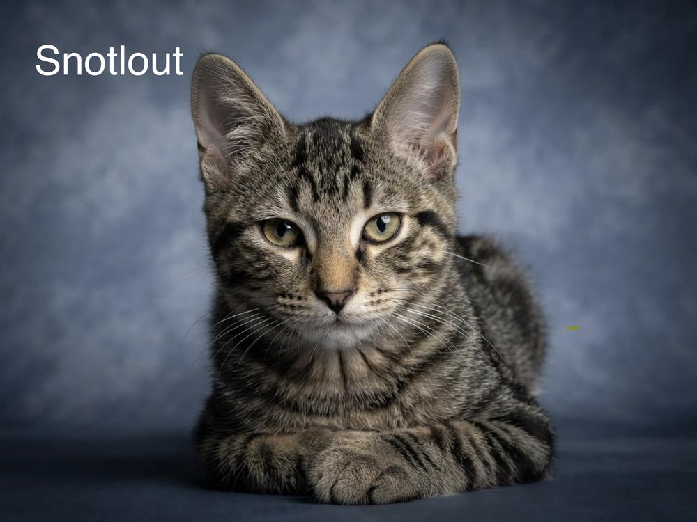 Snotlout (How to Train Your Dragon litter), Adoptable, Kitten Male Domestic Short Hair.