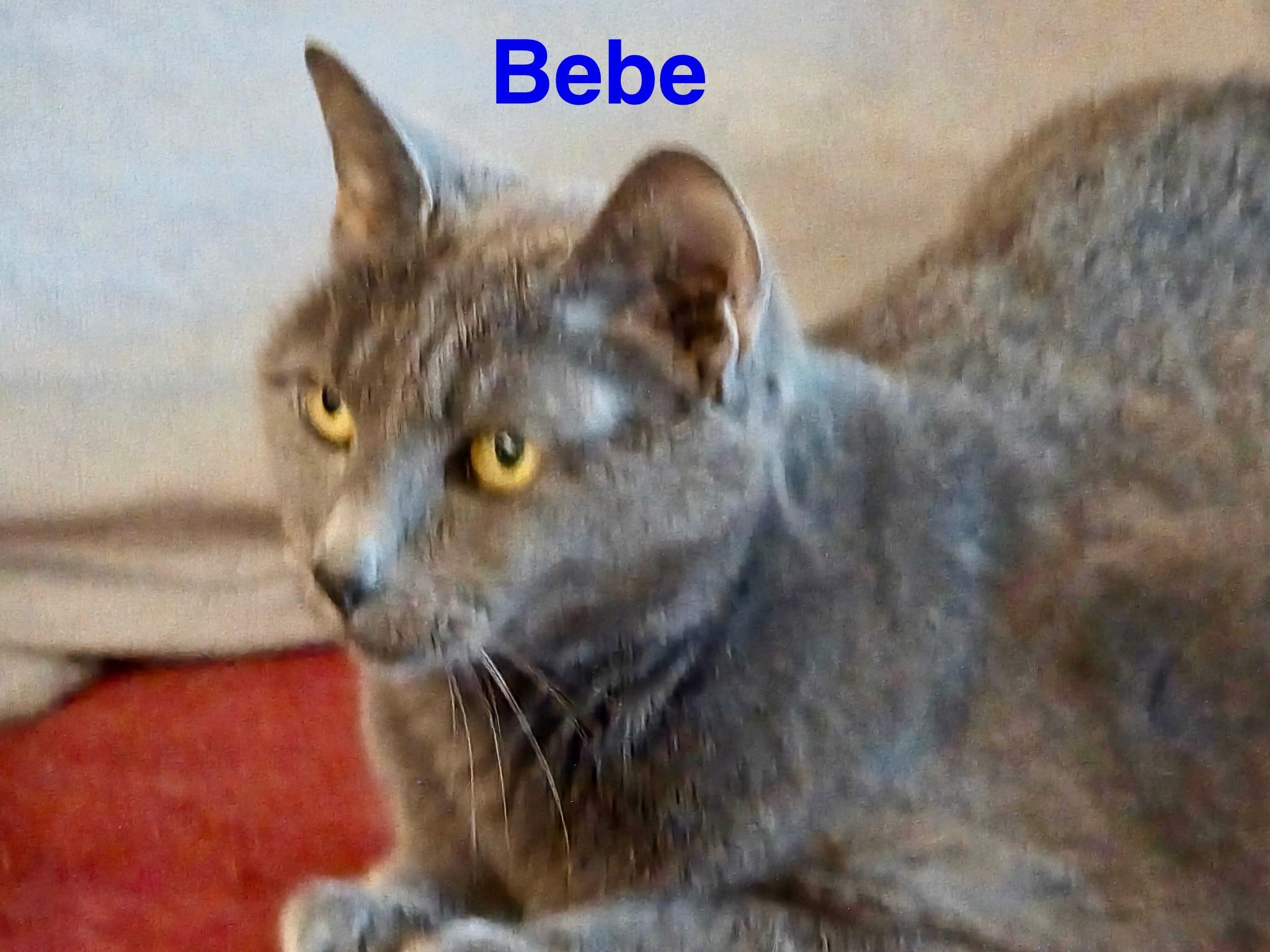 Bebe, a Adoptable Russian Blue in Fern Park, FL image 2/2
