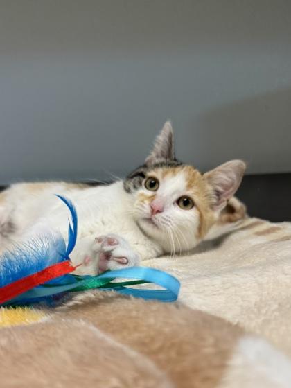 Enlarge Imogen, a ADOPTABLE mixed breed in Tinley Park, IL image 2/4