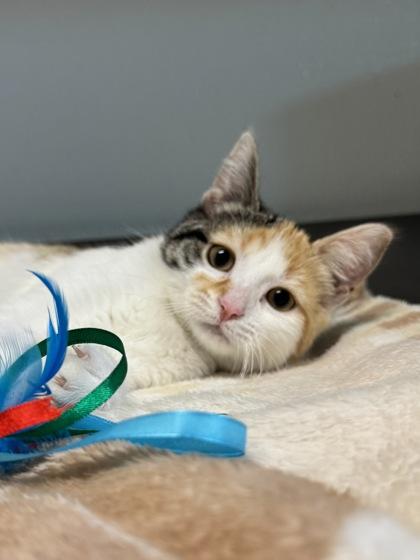 Enlarge Imogen, a ADOPTABLE mixed breed in Tinley Park, IL image 3/4