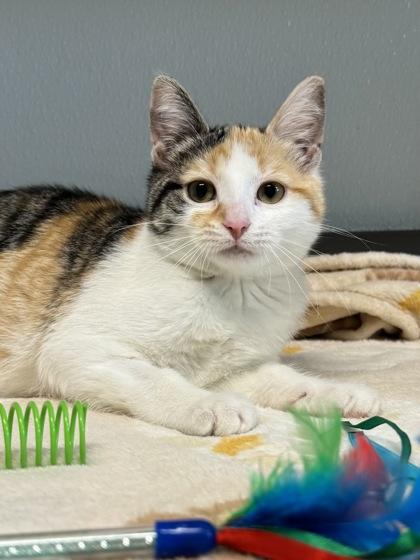 Enlarge Imogen, a ADOPTABLE mixed breed in Tinley Park, IL image 1/4