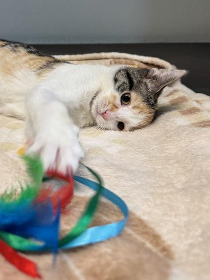 Enlarge Imogen, a ADOPTABLE mixed breed in Tinley Park, IL image 4/4