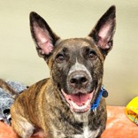 Penny, a Adoptable Cattle Dog in Woodinville, WA image 1/2