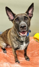 Penny, a Adoptable Cattle Dog in Woodinville, WA image 2/2