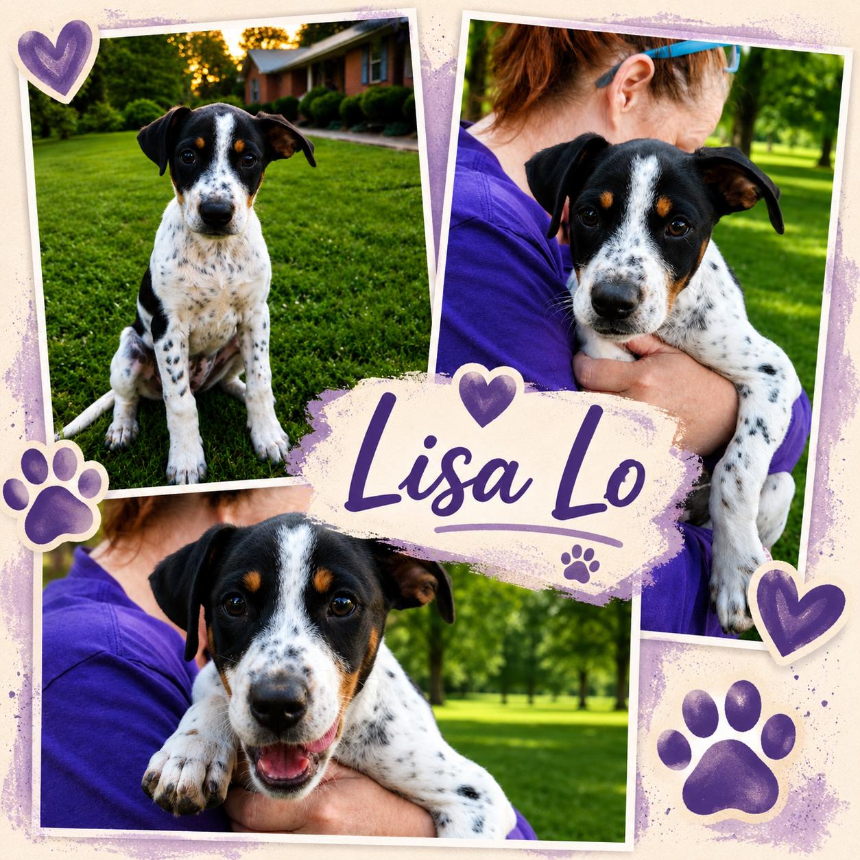 Enlarge Lisa Lo, an adopted mixed breed in Jackson, TN image 1/1