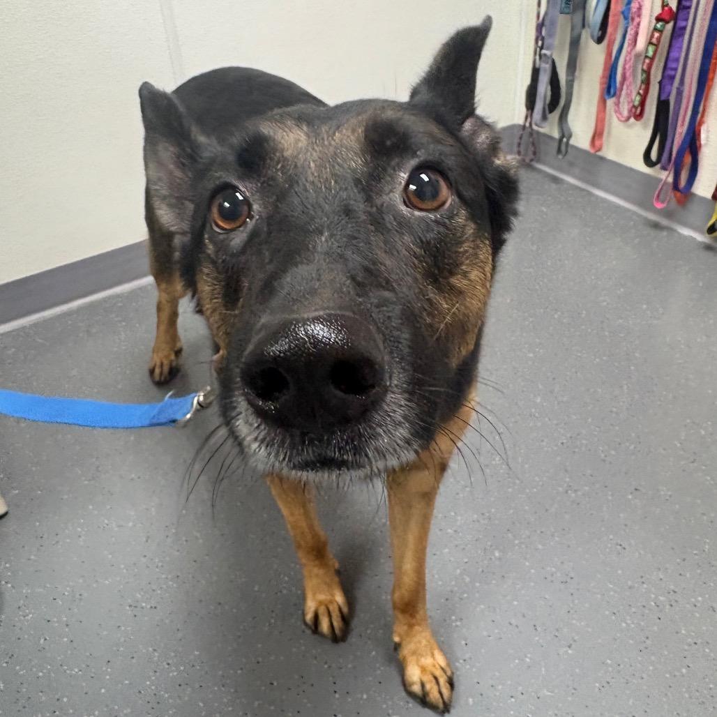 Odin, Adoptable, Adult Male German Shepherd Dog & Mixed Breed.