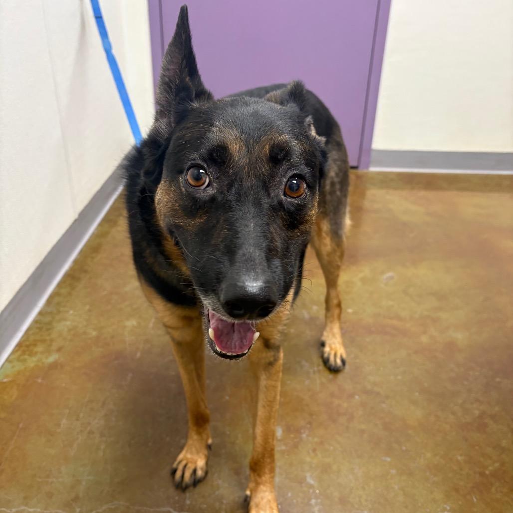 Enlarge Odin, a Adoptable mixed breed in Albuquerque, NM image 2/4
