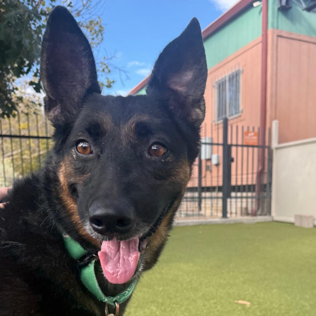 Enlarge Odin, a Adoptable mixed breed in Albuquerque, NM image 3/4