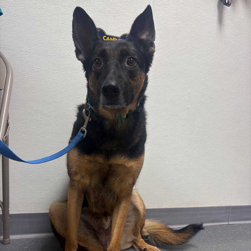 Enlarge Odin, a Adoptable mixed breed in Albuquerque, NM image 4/4