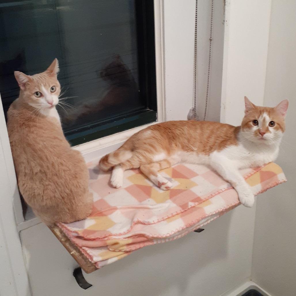 Bill, Adoptable, Adult Male Domestic Short Hair.