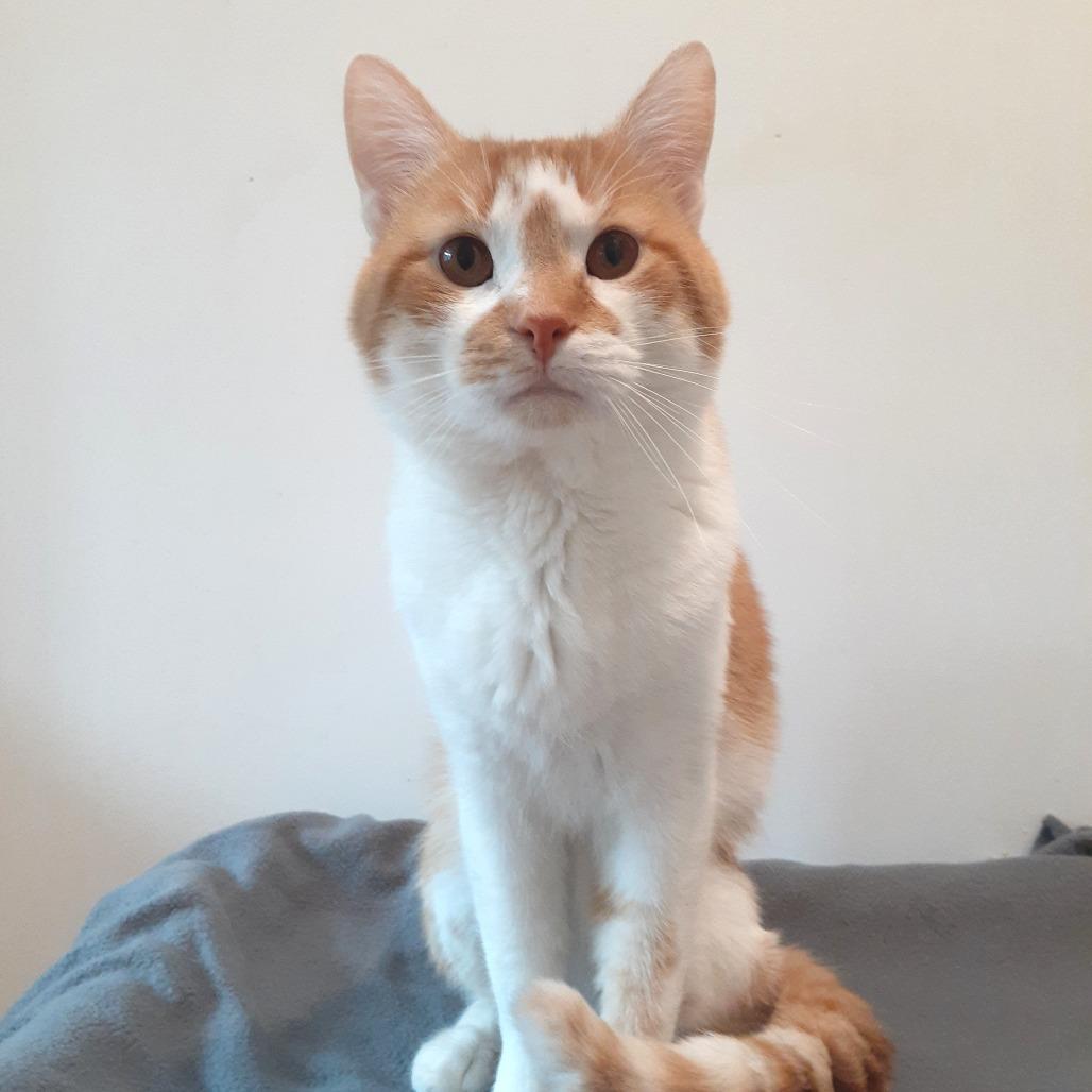 Bill, a Adoptable Domestic Short Hair in Pittsburgh, PA image 2/2