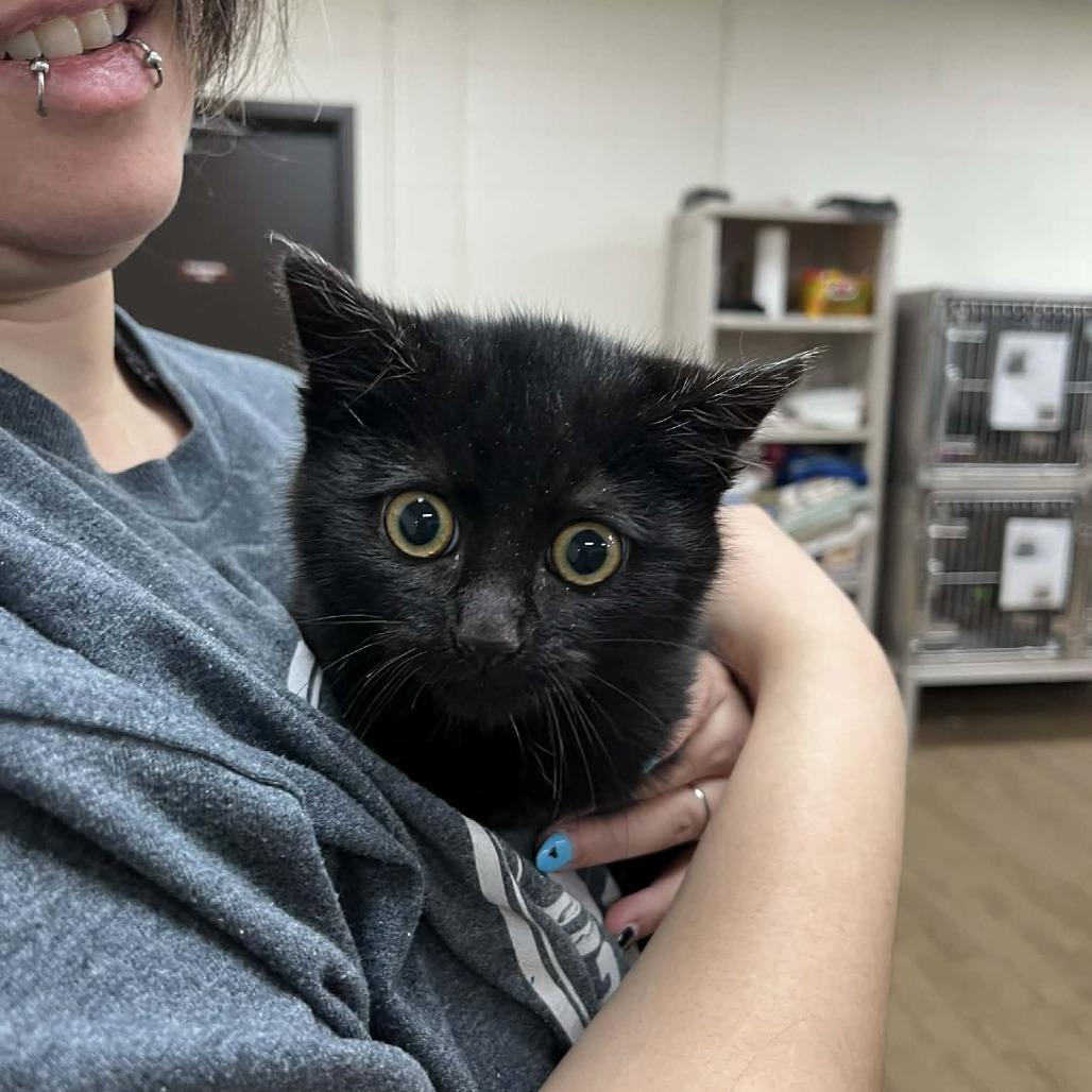 SVAS-Stray-38263 — thumbnail 2