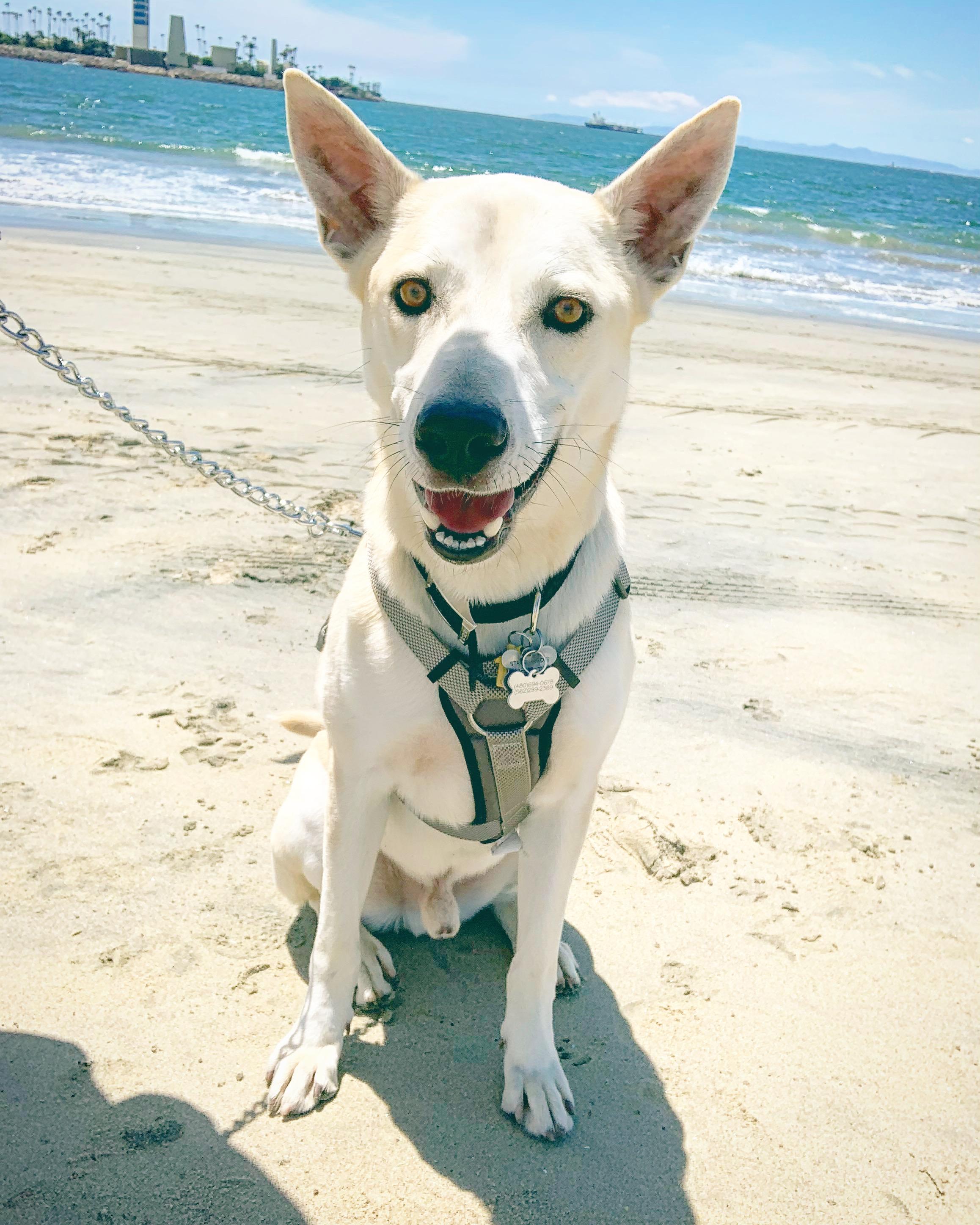 Enlarge HARLEY, an adopted mixed breed in Sherman Oaks, CA image 1/6