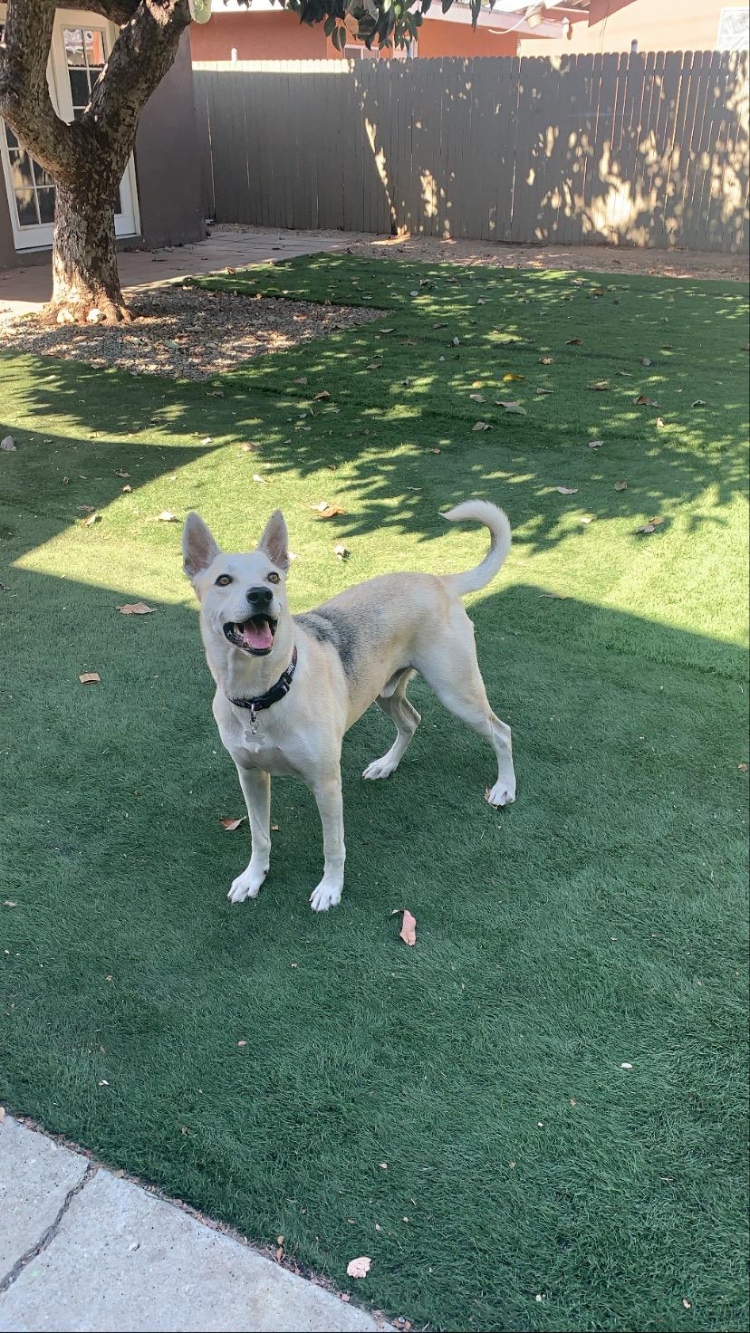 HARLEY, adopted, Adult Male Husky & Shepherd.